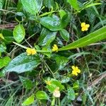 Goodenia ovata Blomst