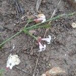 Asperula cynanchicaFlower