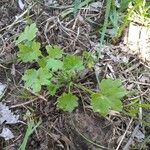 Bowlesia incana Yaprak