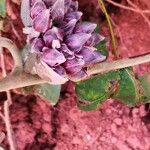 Argyreia acuta Flower