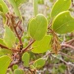 Arctostaphylos patula 葉