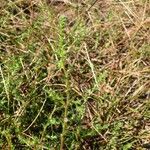 Salsola tragus 葉