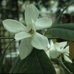 Magnolia maudiae Flower