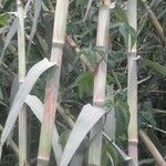 Arundo donax кора