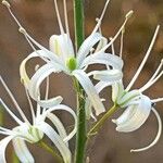 Chlorogalum pomeridianum Flower