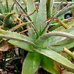 Aloe vera Hoja