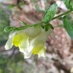 Antirrhinum latifolium Çiçek