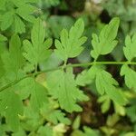 Cardamine impatiens Folla