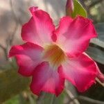 Adenium obesumപുഷ്പം