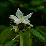 Bauhinia acuminata Blüte