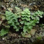 Asplenium petrarchae Leaf