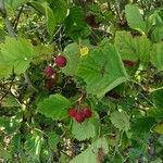 Crataegus coccinea Blatt