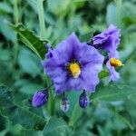 Solanum umbelliferum 花