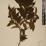 Eurya cerasifolia 其他