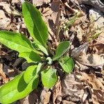 Andersonglossum virginianum Folha