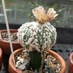 Astrophytum asterias Агульны выгляд