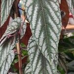 Cissus discolor Leaf