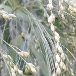 Panicum miliaceum Fruto