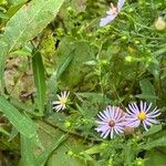 Symphyotrichum puniceum 花