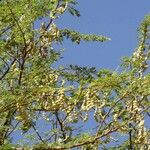 Vachellia nilotica Fruto