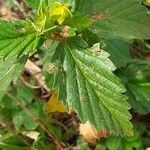 Malvastrum coromandelianum Leaf