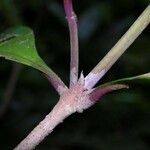 Ixora nicaraguensis 樹皮