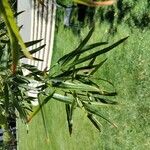 Searsia lancea Blatt
