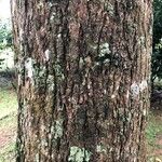 Barringtonia acutangula Bark