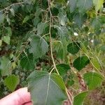 Betula pubescens 葉
