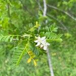 Osteomeles anthyllidifolia Flor