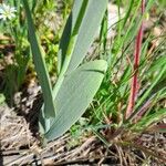 Fritillaria gussichiae Hoja