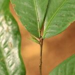 Tetraberlinia bifoliolata Blatt