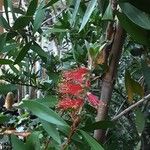 Callistemon citrinus Flor