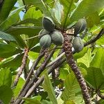 Terminalia catappa Fruit