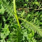 Pedicularis recutita Cortiza