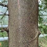 Dacrycarpus dacrydioides Bark
