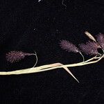 Carex atrofusca ᱛᱟᱦᱮᱸ