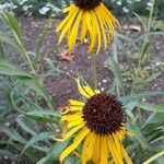 Echinacea paradoxa Flor