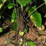 Cyathea surinamensis Кора