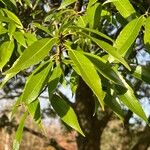 Quercus myrsinifolia Foglia