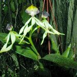 Prosthechea cochleata Fleur