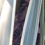 Phormium tenax ഇല