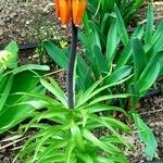 Fritillaria imperialis Natur