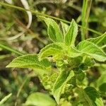 Acalypha crenata Lapas