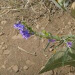 Penstemon speciosus Habitat