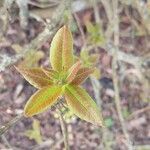 Rhododendron luteum Fuelha