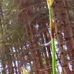 Carex digitata Květ