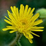 Crepis foetida Fula