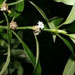 Palicourea axillaris