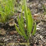 Spiranthes aestivalis Habit